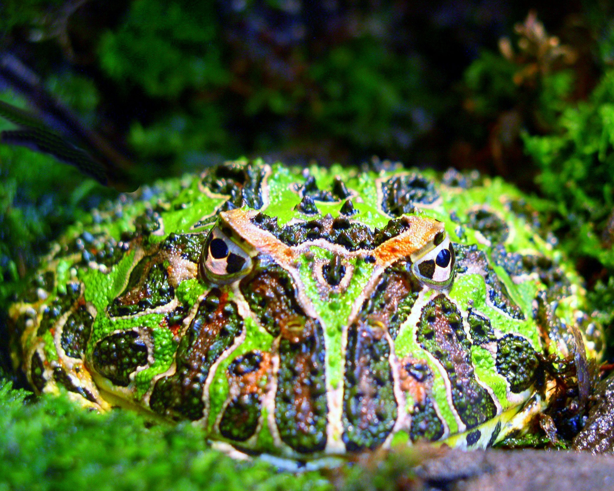 Argentine_horned_frog_(Ceratophrys_ornata).jpg